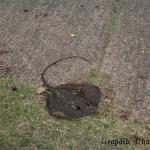 Manning River Stingray