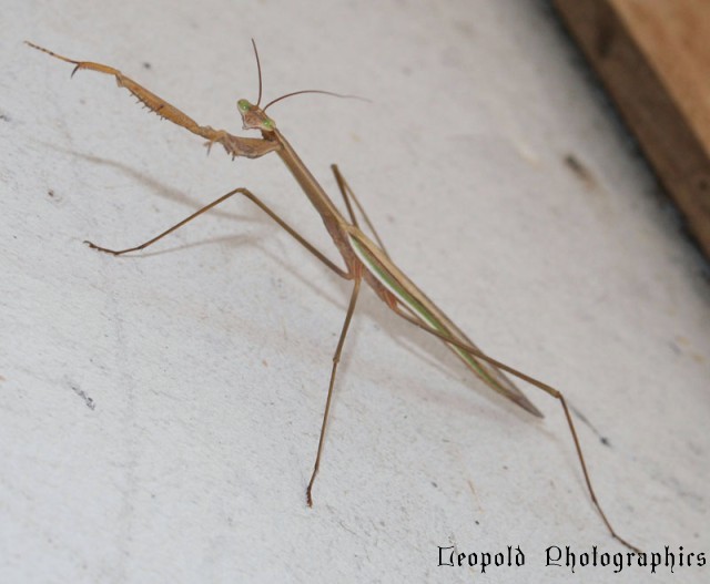 mantis.jpg