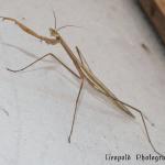 mantis.jpg