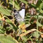 butterfly170206.jpg