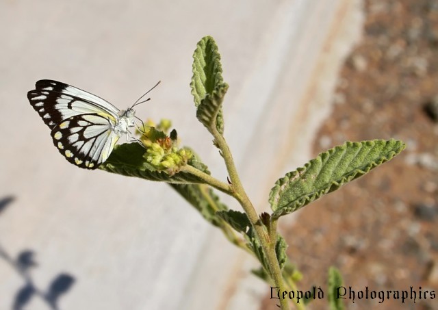 butterfly170206a.jpg