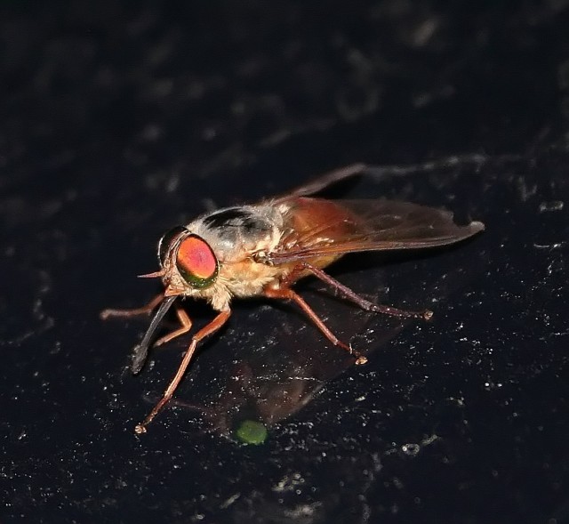 horse_fly.jpg