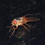 horse_fly.jpg