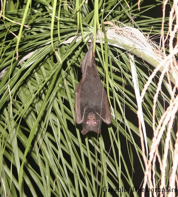 flying_fox.jpg