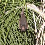 flying_fox.jpg
