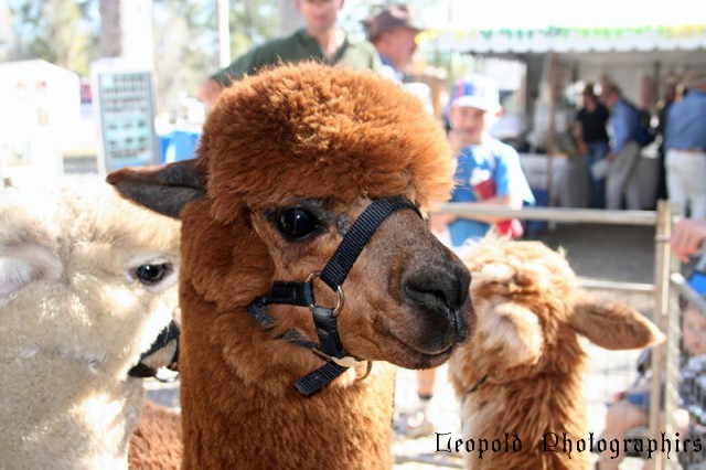alpaca.jpg