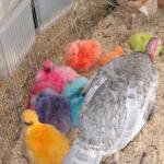 chinese_chickens.jpg