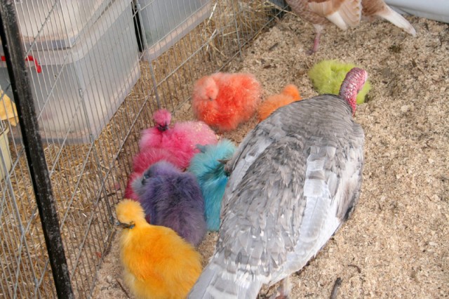 chinese_chickens.jpg