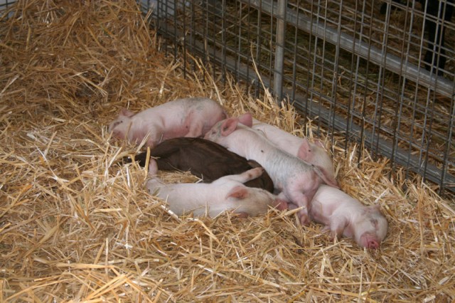 piglettes.jpg