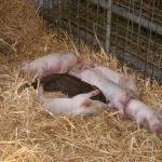 piglettes.jpg
