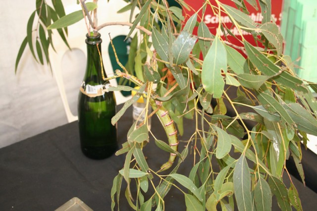 leaf_insect1.jpg