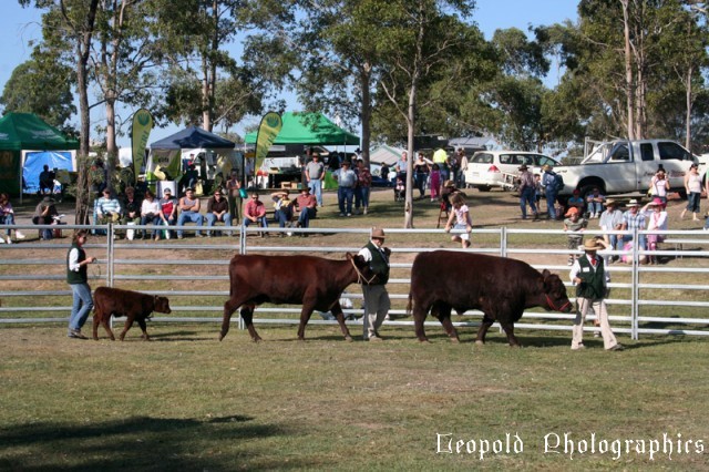 cattle_show.jpg