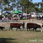 cattle_show.jpg
