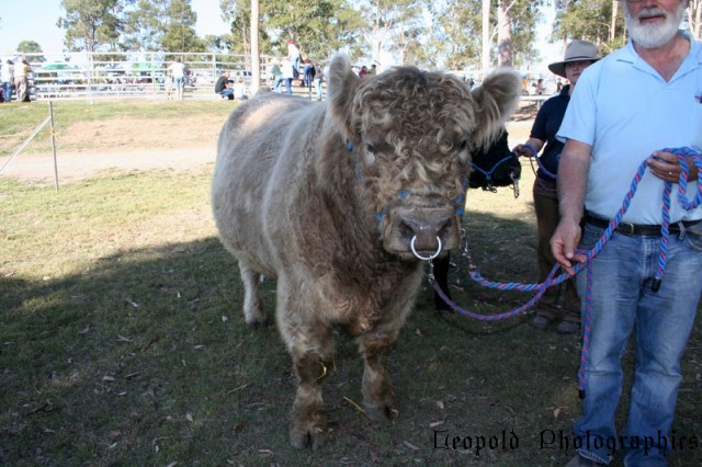 scottish_bull.jpg