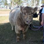 scottish_bull.jpg
