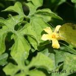 Butterfly3.jpg