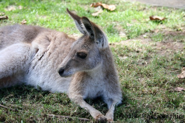 roo.jpg