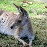 roo.jpg