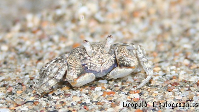 ghost_crab.jpg