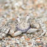 ghost_crab.jpg