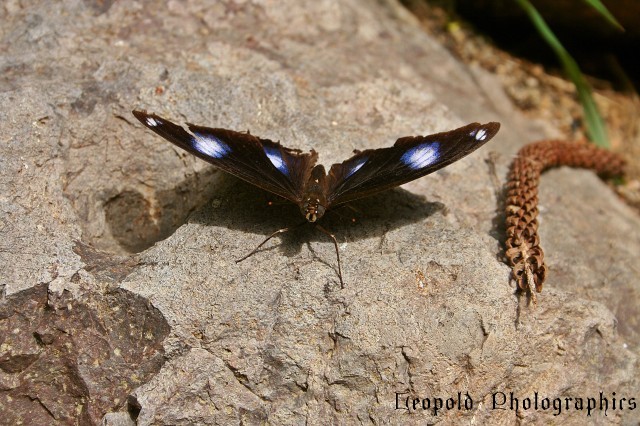 Butterfly.jpg