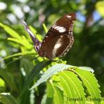Butterfly2.jpg