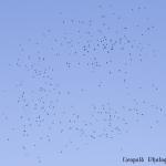 flock.jpg