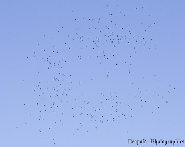 flock.jpg