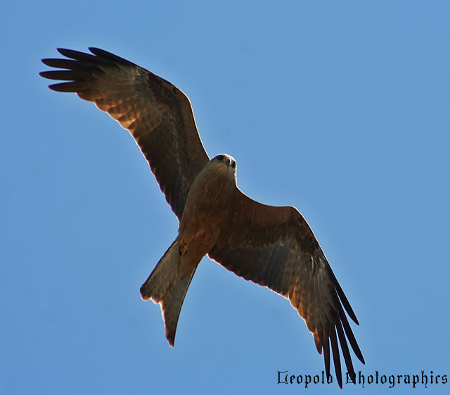 Hawk