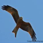 Hawk