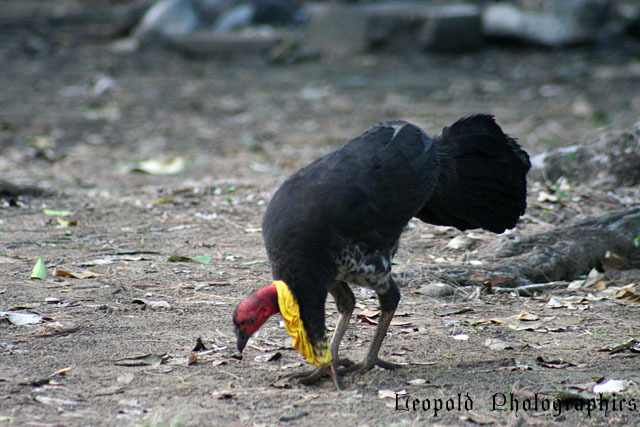 scrub turkey