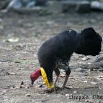 scrub turkey
