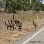 nebo emu 181006z