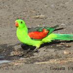 IMG_2238f.jpg
