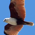 sea hawkz