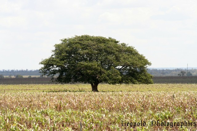 normal_tree.jpg