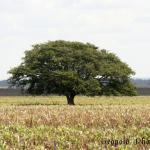 normal_tree.jpg