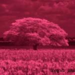 IR_Tree.jpg