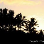silhouette_sunset.jpg