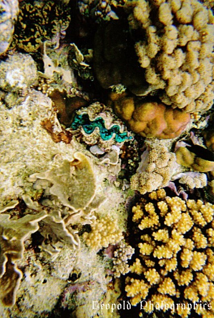 Reef5.jpg
