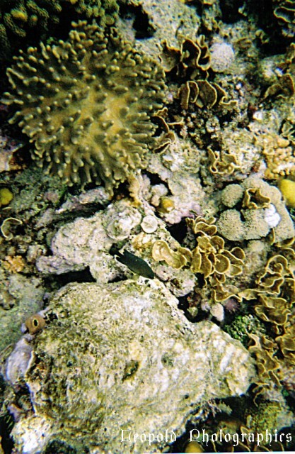 Reef6.jpg