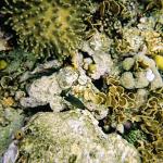 Reef6.jpg