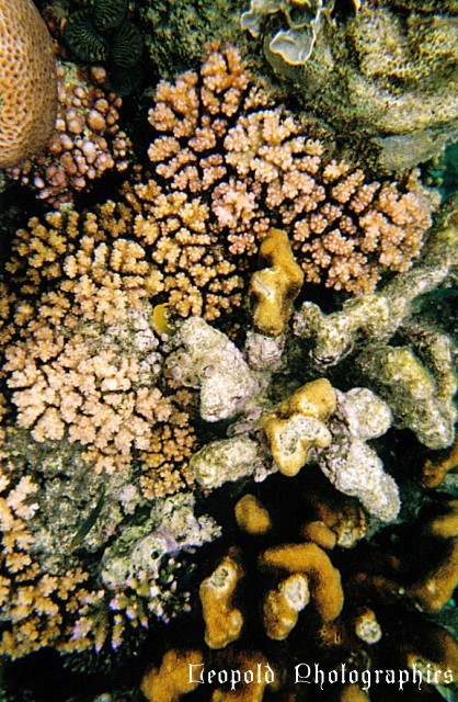 Reef2.jpg