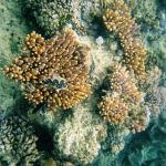 Reef3.jpg