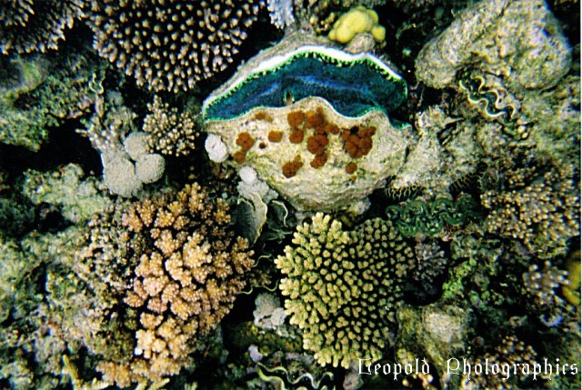 Reef4.jpg
