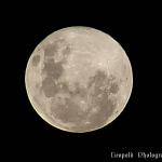 IMG_6660csf.jpg