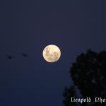 IMG_9962fz.jpg