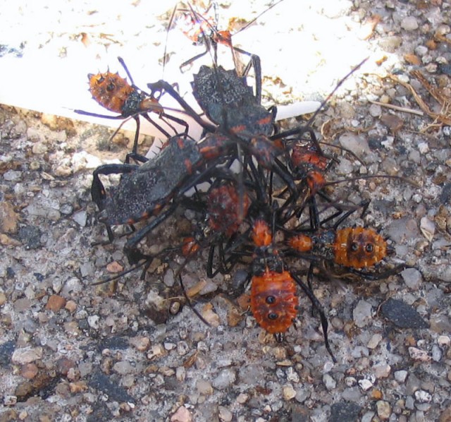bugz.jpg