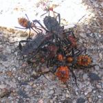 bugz.jpg