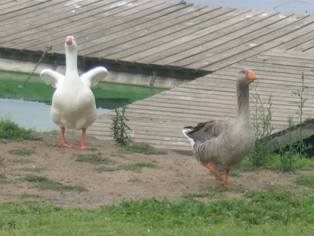 IMG_1212.jpg